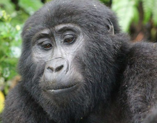 Kagera Safaris Leads Gorilla Trekking and Wildlife Safaris in East Africa