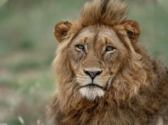 Singita Takes Top Honours With Two Coveted Conservation Awards