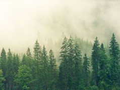 Not Just a Walk in the Woods: Forest Therapy Offered at ADLER Spa Resorts & Lodges