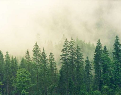 Not Just a Walk in the Woods: Forest Therapy Offered at ADLER Spa Resorts & Lodges