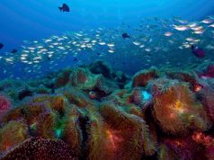 PADI Travel Offers Must-Visit Diving Destinations