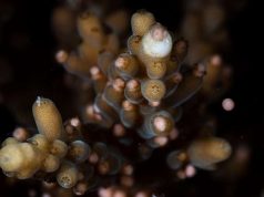 Coral spawn regenerates Great Barrier Reef