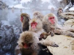 Unexpected Ways to Explore Japan Before the Olympic Rush