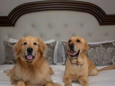 Paws for thought: 2020 will see travellers putting their pets in the priority lane