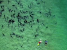 Forces of Nature: San Diego’s Amazing Phenomena