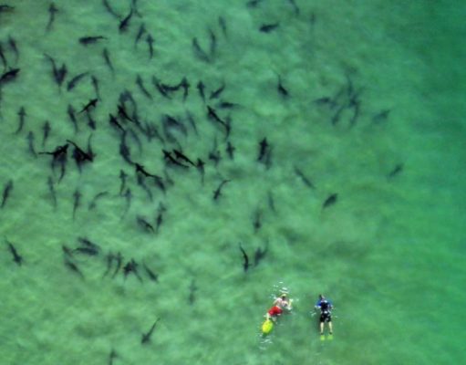Forces of Nature: San Diego’s Amazing Phenomena