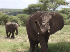 Gondwana Ecotours Announces 10-Day Tanzania Great Migration Camping Safari