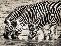 Selection Of Campsites & Tips For Wildlife Watchers