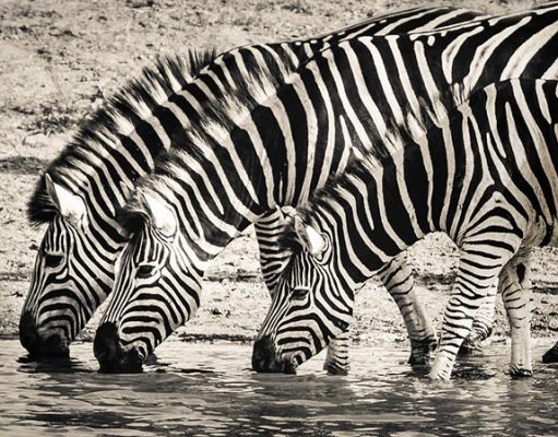 Selection Of Campsites & Tips For Wildlife Watchers