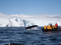 Whale Monitoring & Conservation Projects on World Whale Day 2020