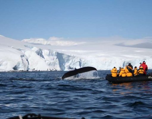 Whale Monitoring & Conservation Projects on World Whale Day 2020