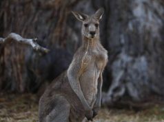 RETURN TO THE VALLEY’ Emirates One&Only Wolgan Valley Welcomes Back Guests