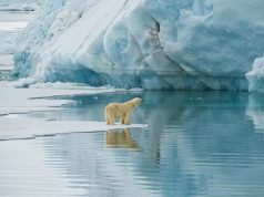 Swoop Arctic Backs International Polar Bear Day 2020