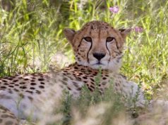 Zegrahm Expeditions Announces Cheetah Conservation Fund Partnership