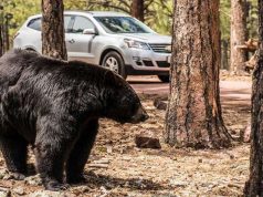 Drive-Thru Option Provides Comfort to Tourists Amidst COVID-19 Concerns