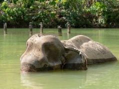 World Animal Protection Launches Emergency Appeal for Elephants in Thailand Facing Starvation Due to COVID-19