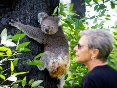 Koala Returns to Australia’s Bushland After a Full and Speedy Recovery
