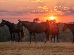 Entertaining Videos Welcome Virtual Travelers to Kentucky