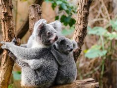 Meet Australia’s Newest (and Cutest) Animals KOALA