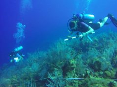 Little Cayman Offers Hope for Coral Reefs corel survey