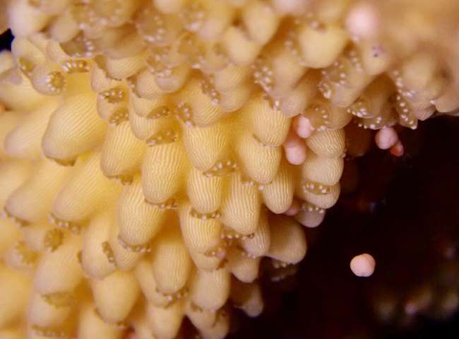 Coral Spawning at CCMI’s Restoration Site