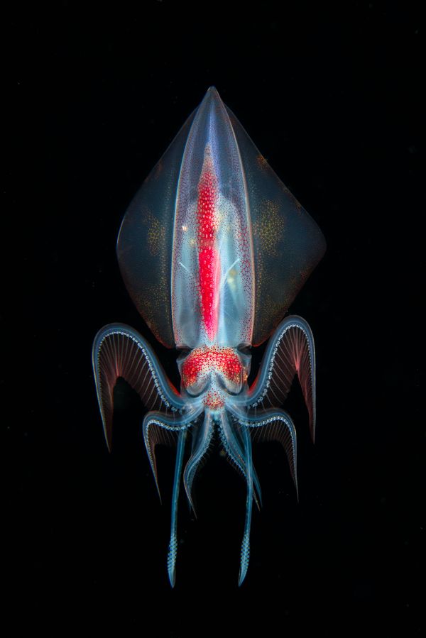 Diamond Squid 
