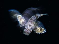 Night Dives at Kuramathi Maldives Flying Gurnard