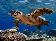 First Time in Five Years, Sea Turtles Laid Eggs on Baros Maldives’ Beaches sea trutle maldives