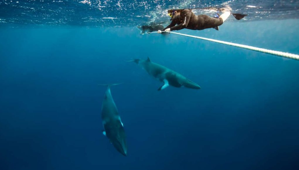 Swimming with dwarf minke whales in Queensland