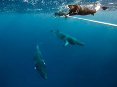 5 Incredible Marine Life Experiences That Help Safeguard Our Blue Planet Swimming with dwarf minke whales in Queensland
