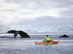 Uplifting News for Antarctic Whale Population great blue whale