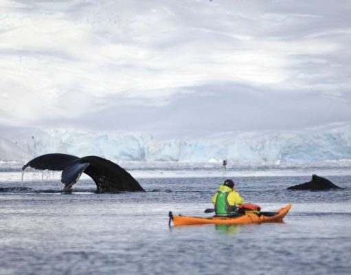 Uplifting News for Antarctic Whale Population great blue whale
