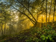 7 Magic Outdoor Attractions in Deep Forest Green Lithuania