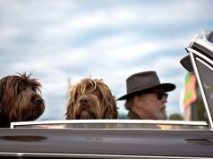 Here’s What to Prepare Before Traveling With Your Dog travel with your dog