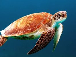 save the sea turtle