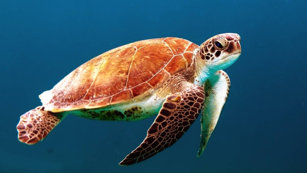 save the sea turtle