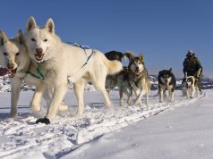 What’s New in the Yukon for 2021 dogteam with musher