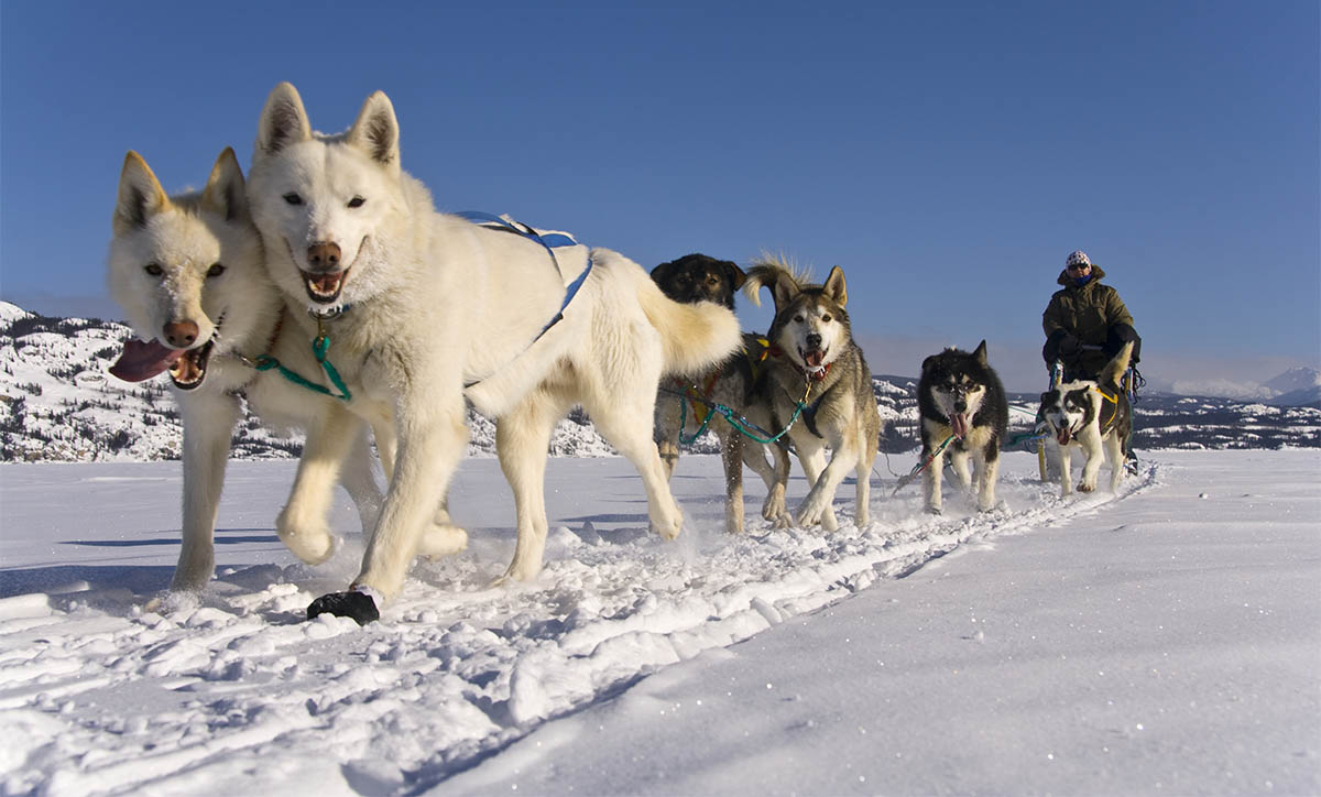dogteam with musher