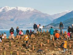 New Zealand wants to help turn disappointments from 2020 into a Forest of Hope New Zealand Forset of Hope