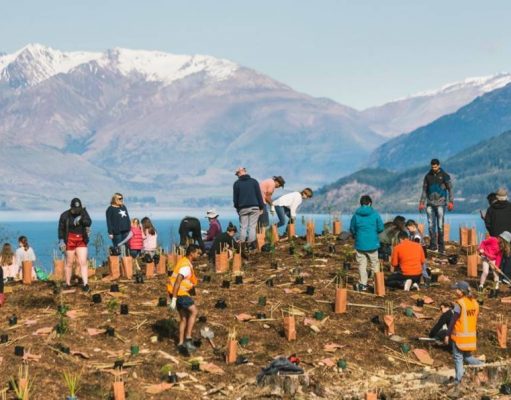 New Zealand wants to help turn disappointments from 2020 into a Forest of Hope New Zealand Forset of Hope