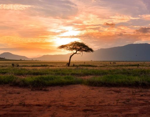 Have the Experience of a Lifetime In Africa Tanzania safari