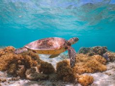 Here’s Where You Can Help Turtles in Queensland Help Turtles in Queensland
