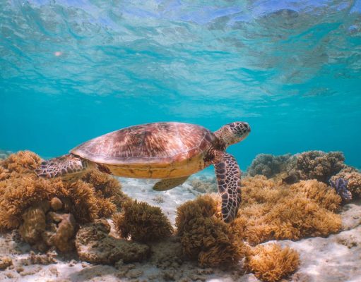 You Can’t Visit Palm Cove Without Doing The 8 Amazing Activities Help Turtles in Queensland