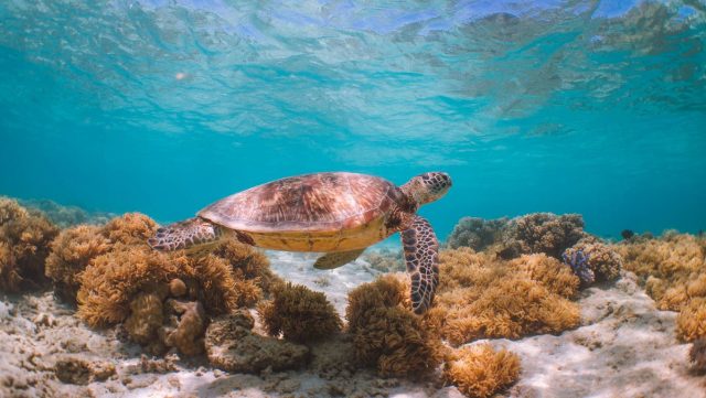 Help Turtles in Queensland