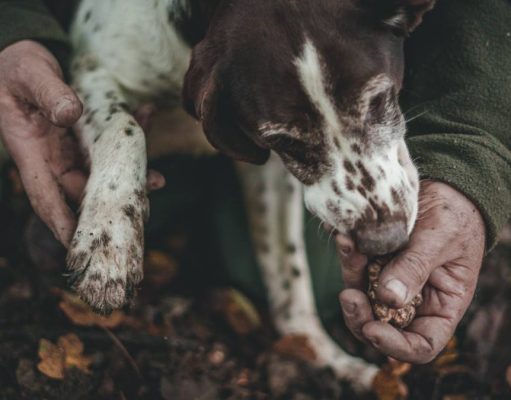 Small Group Food & Wine Tours of Sicily Truffle Hunting