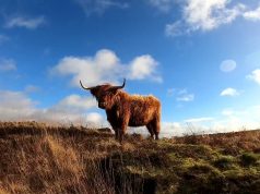 Swap the January Blues for Scotland’s Highland Coos