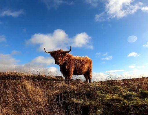 Swap the January Blues for Scotland’s Highland Coos