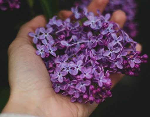 How Flower Varieties Change Based on States in the U.S.