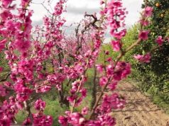 Visalia Unveils New Orchard and Blossom Trail Map Visitors