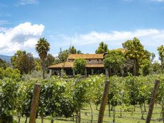 San Miguel de Allende’s Burgeoning Wine Country in the Heart of Mexico wine vines in mexico